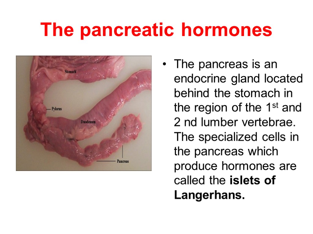 The pancreatic hormones The pancreas is an endocrine gland located behind the stomach in